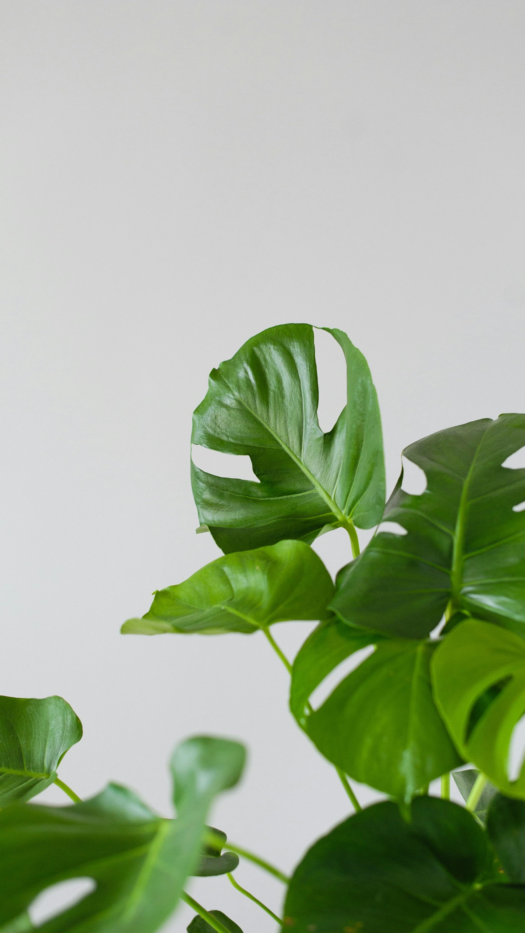 Fondo de pantalla Cartel creativo Planta