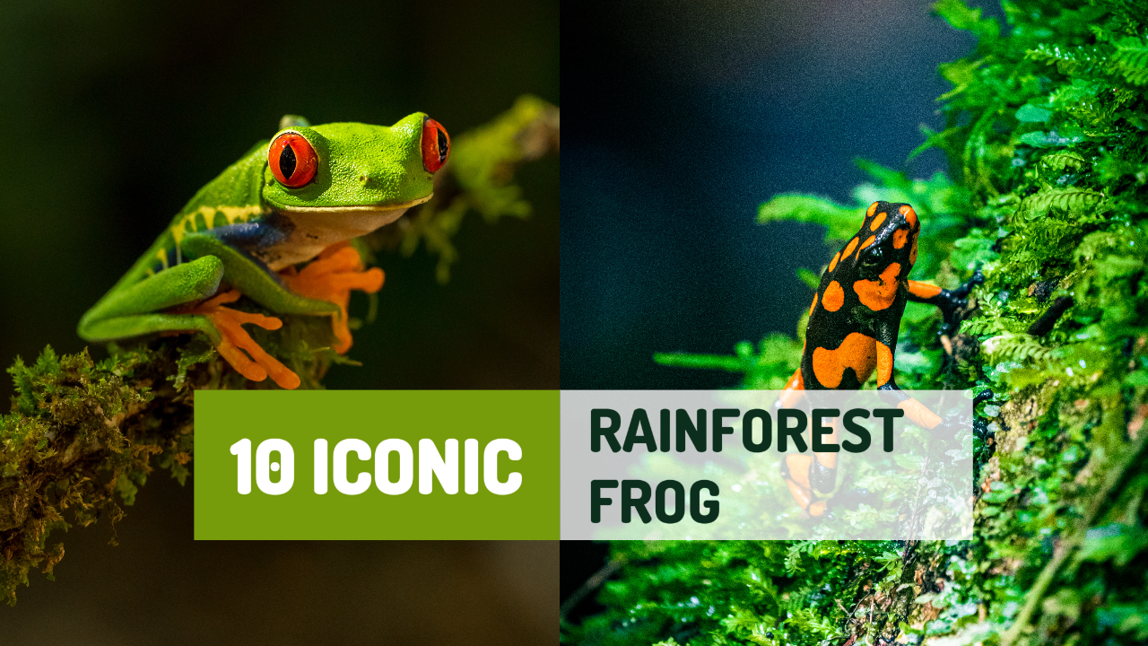 Youtube Thumbnail Learning