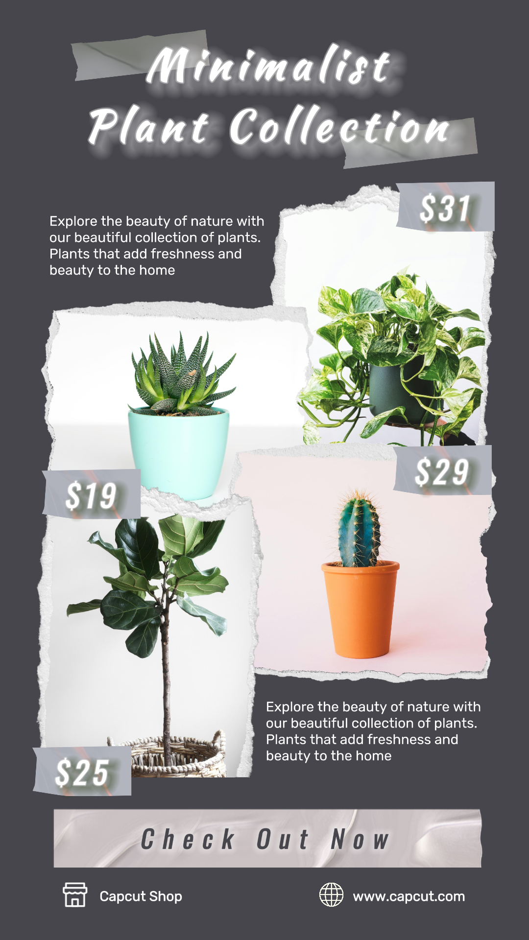 Minimalistische Collage - Instagram Story Minimalistische Pflanzenkollektion