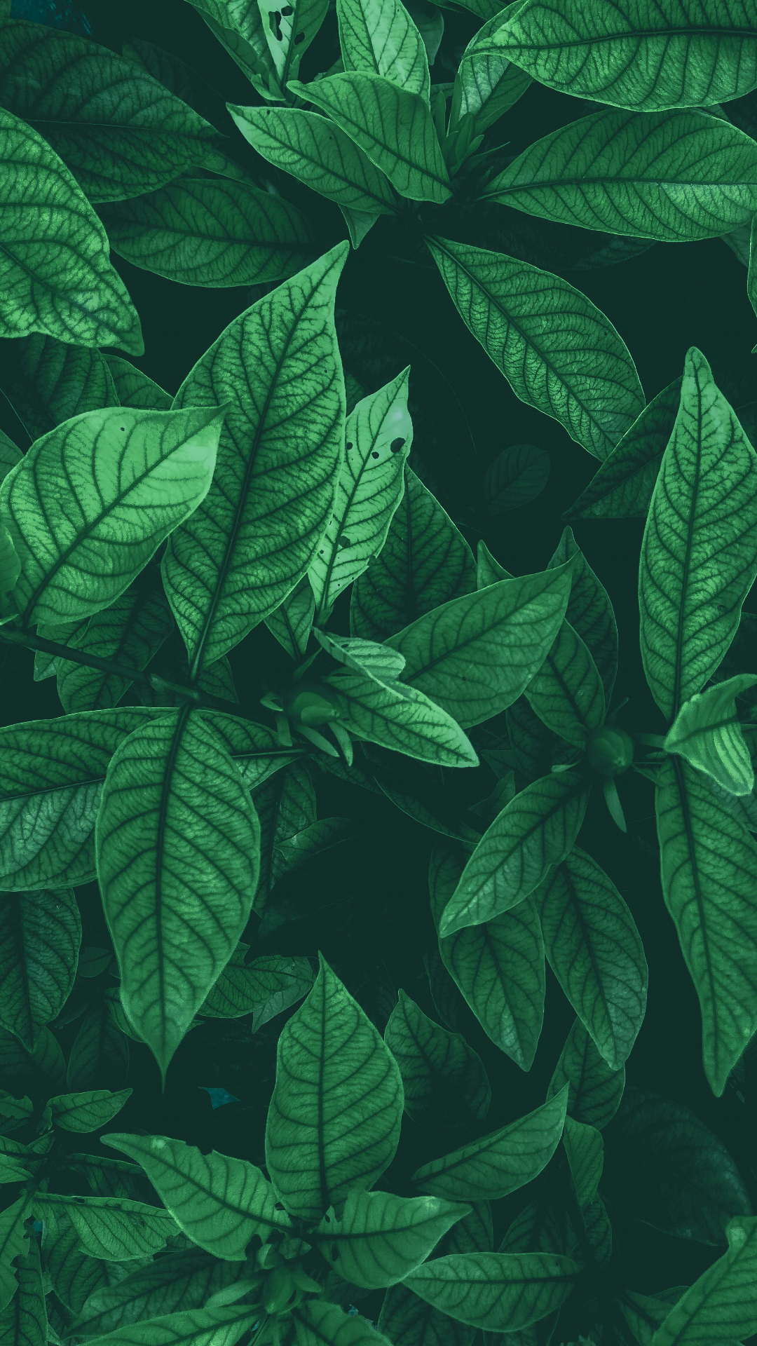 Wallpaper daun poster kreatif