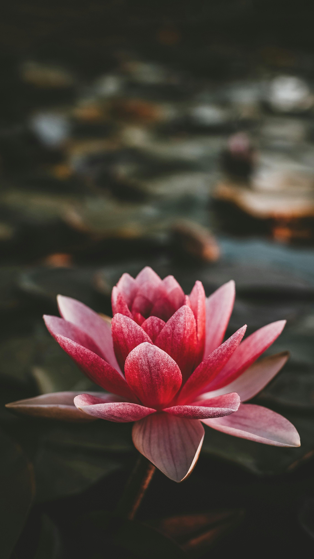 Papier peint Affiche créative Fleur