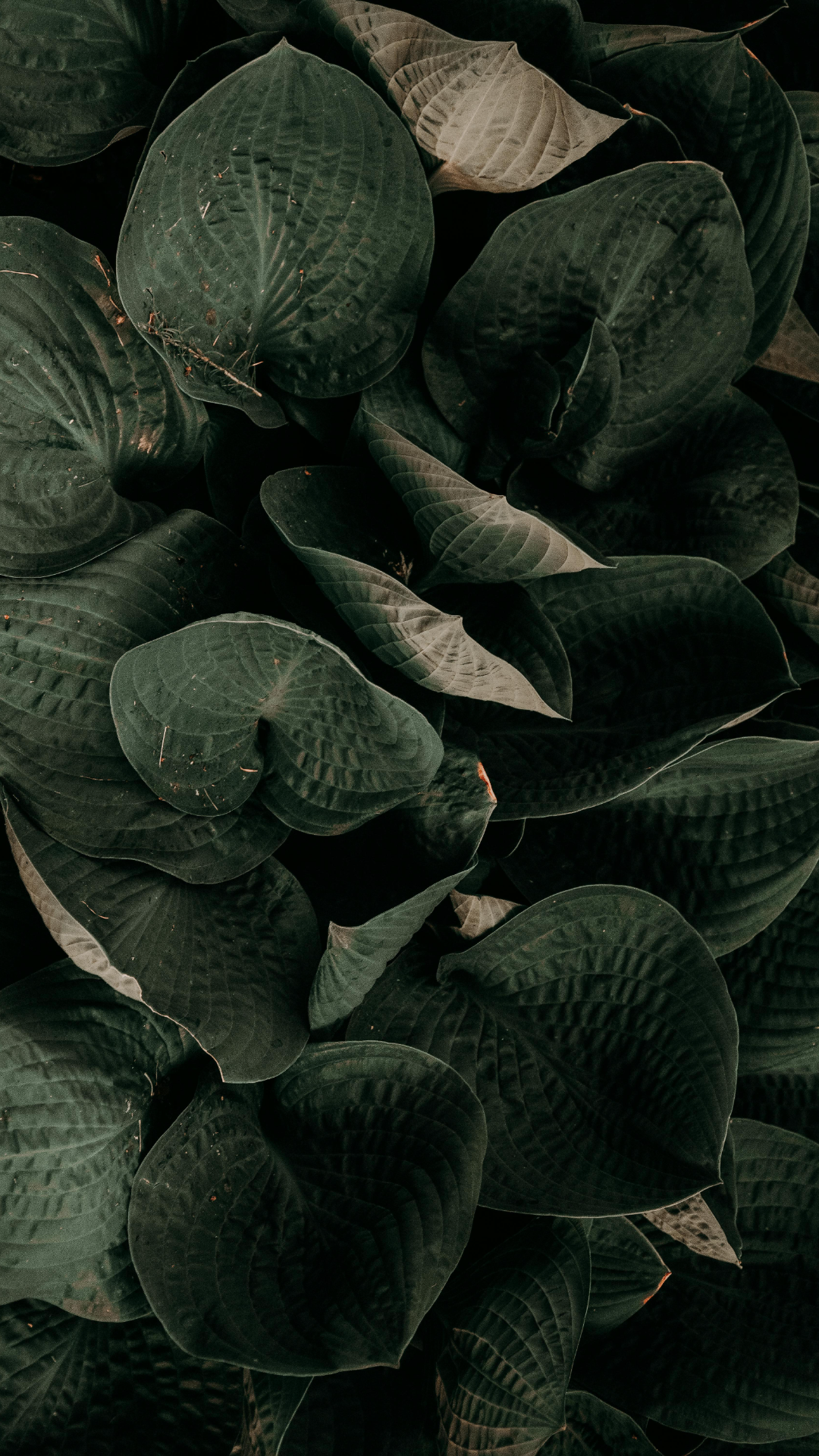 Wallpaper creative poster plants