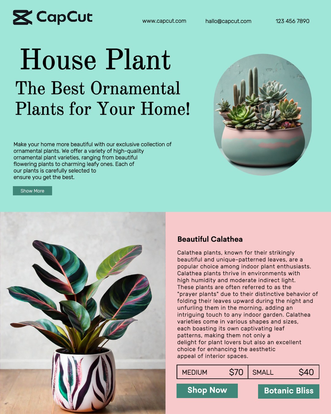 Household Accessories House Plant Display Product Instagram Potrait