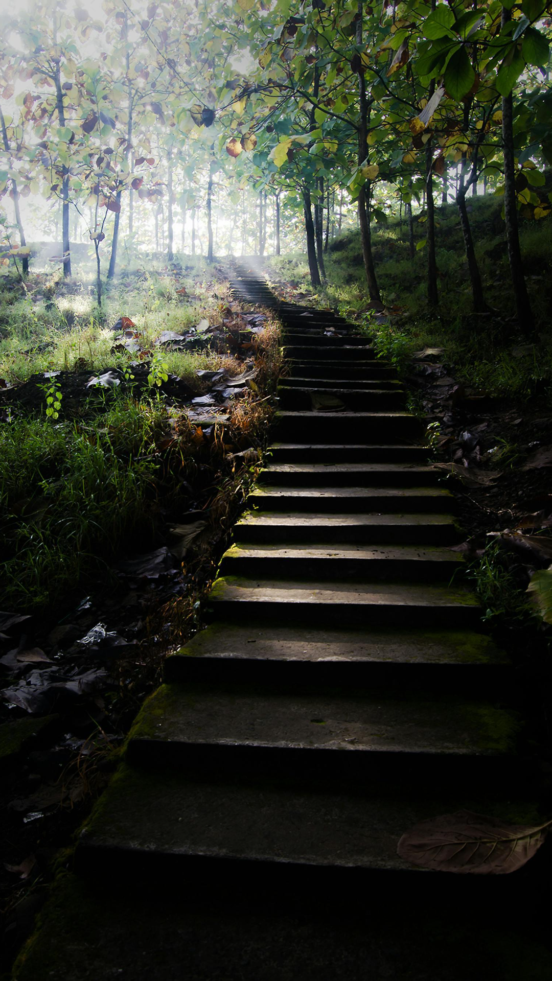 Papel de parede criativo cartaz floresta