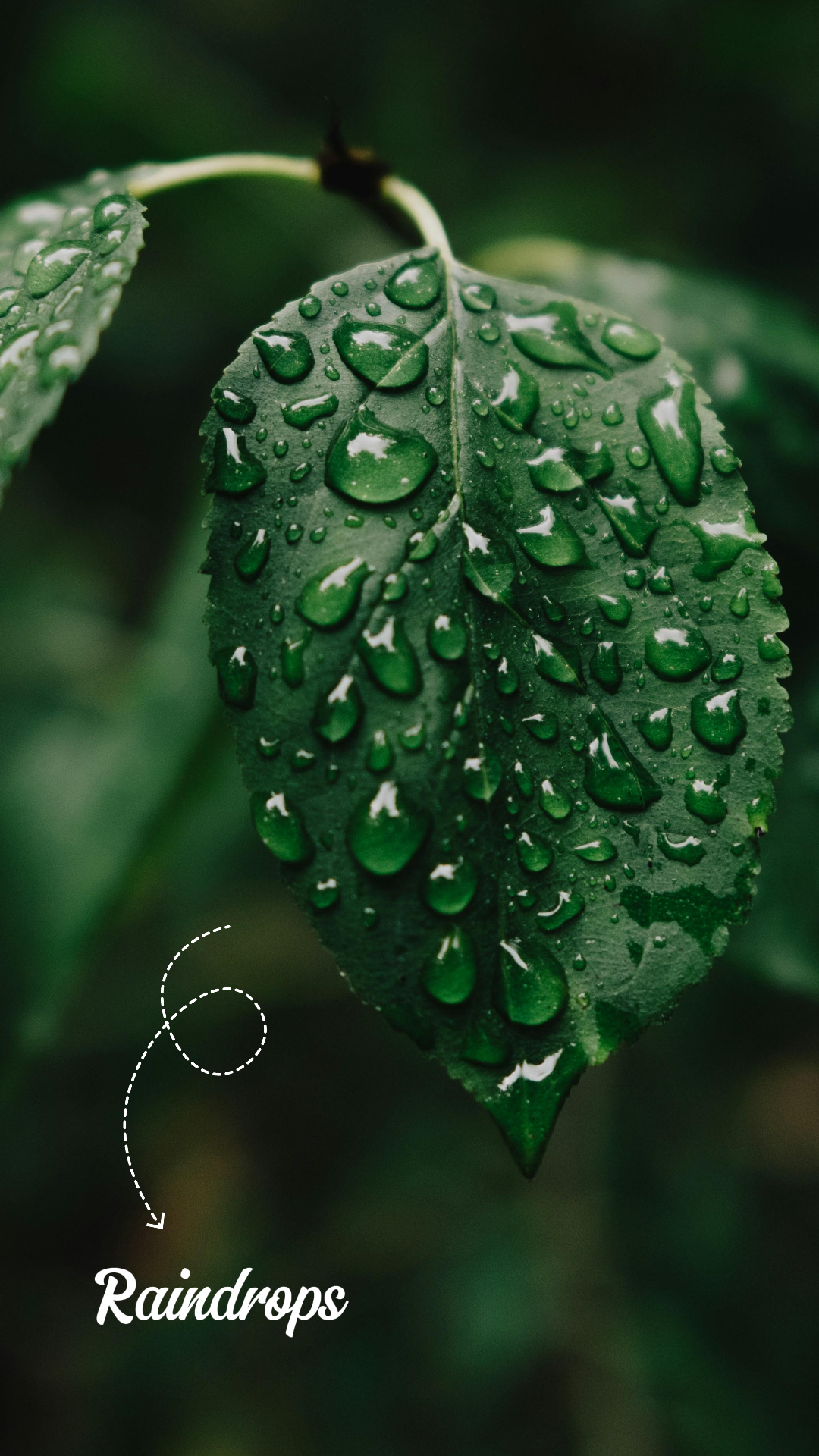 Papier peint affiche créative gouttes de pluie sur la feuille verte