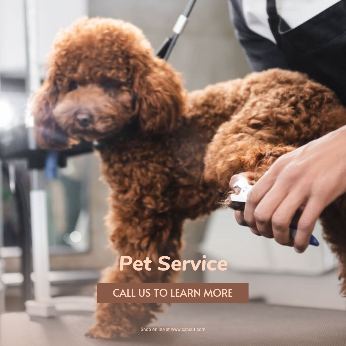 Exhibición de productos de la industria de mascotas