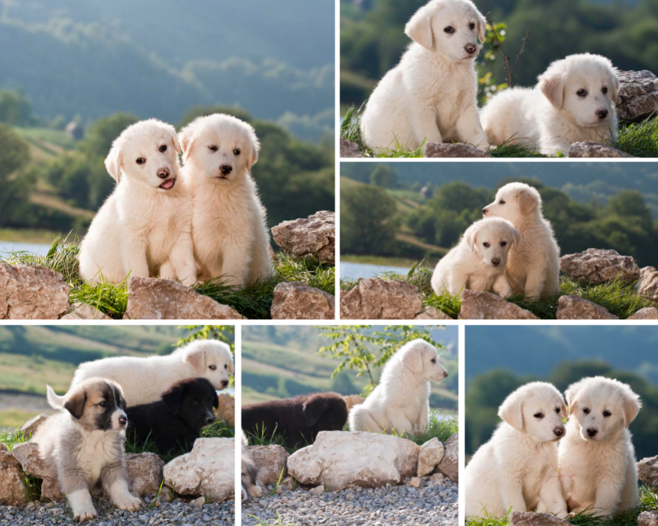 Colagem de fotos sem marketing Animal branco