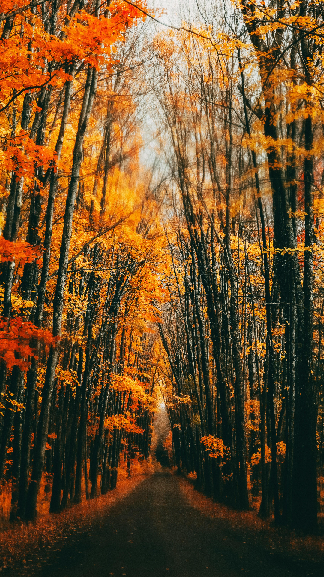 Wallpaper creative poster Forest Tree