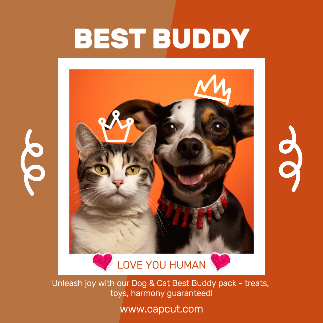 Animaux - Chat et chien - Publication Instagram