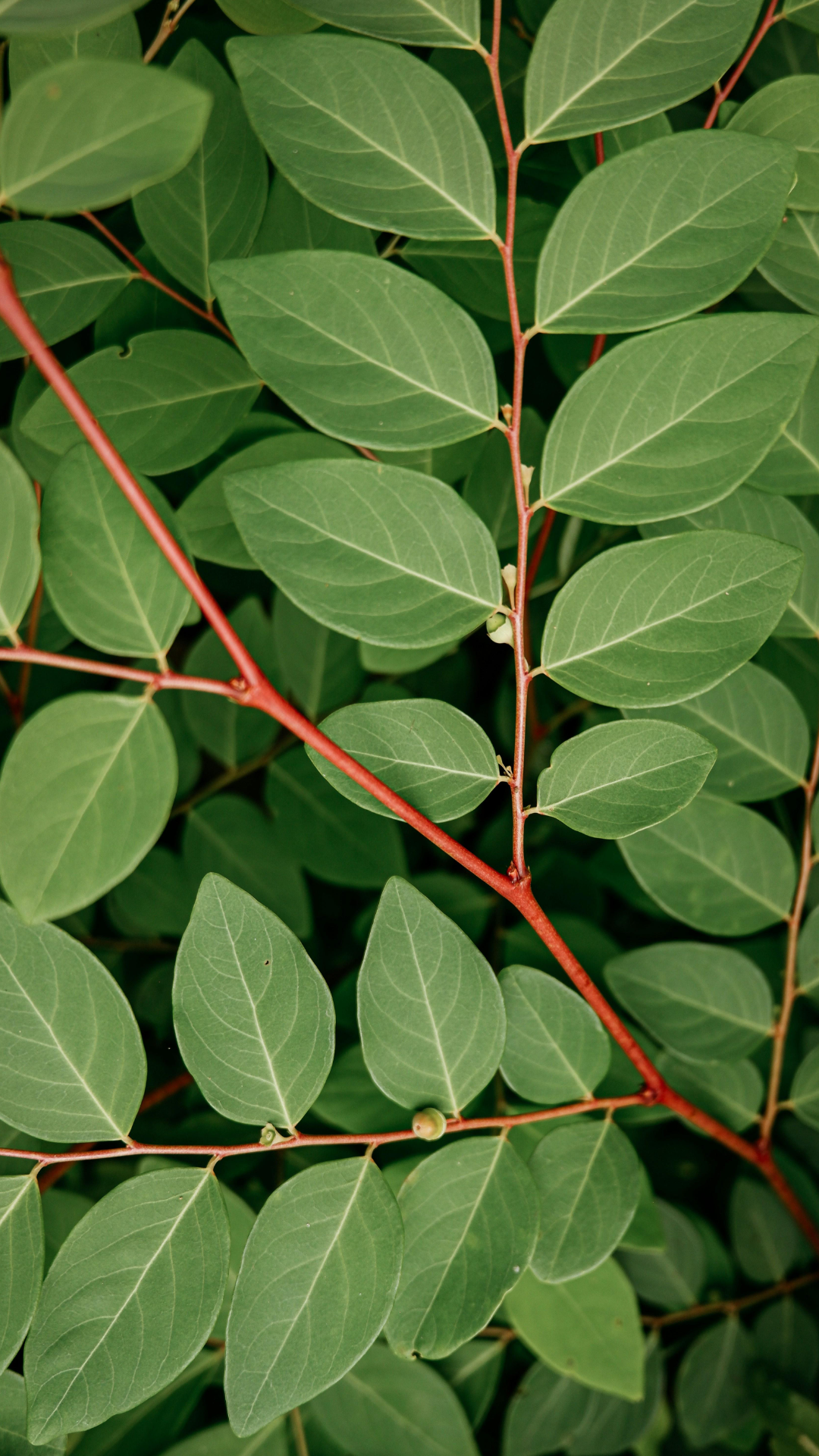 Papier peint Affiche créative Feuilles vertes et brindilles cramoisies