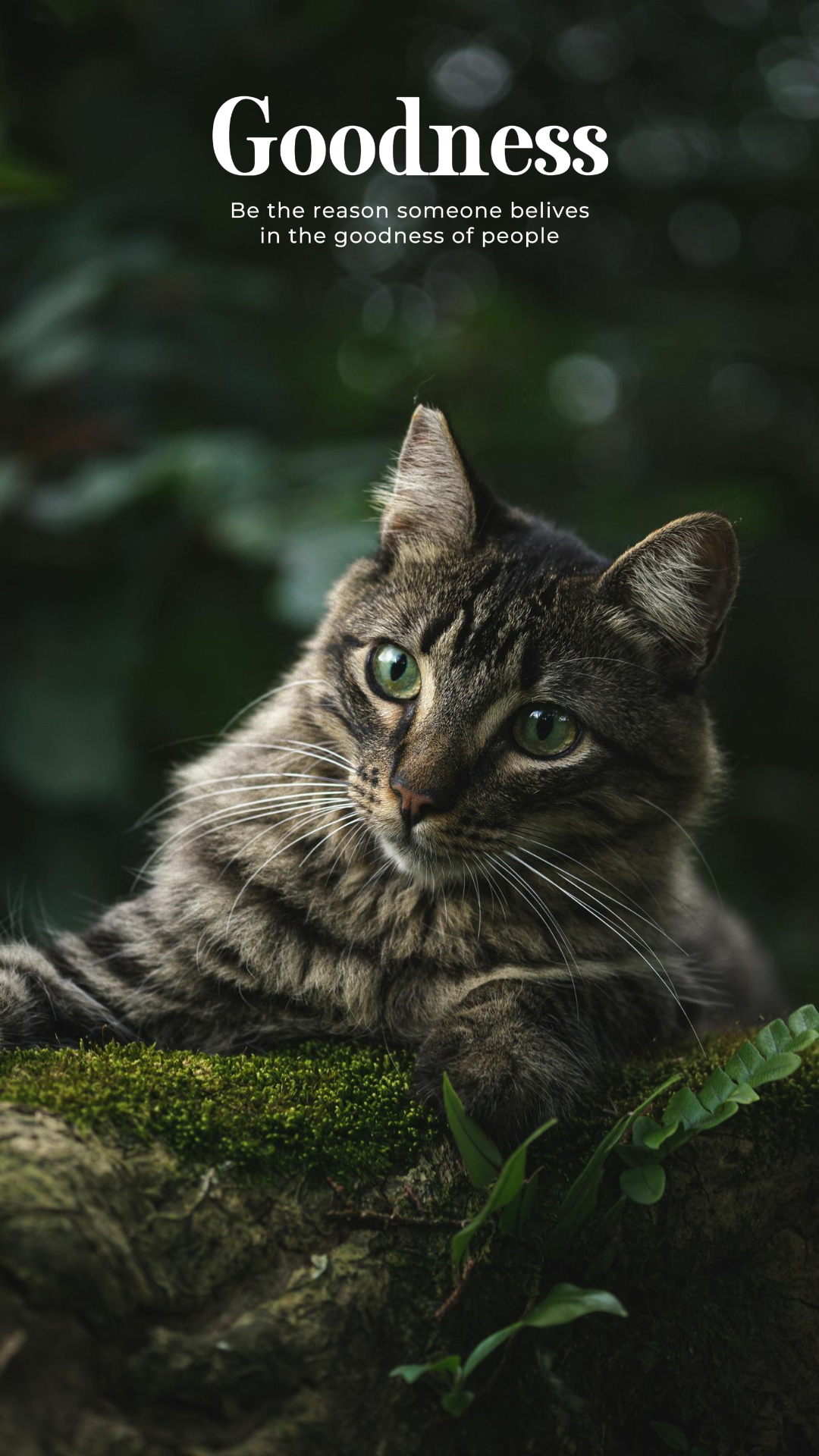 Tapete kreatives Poster Katze