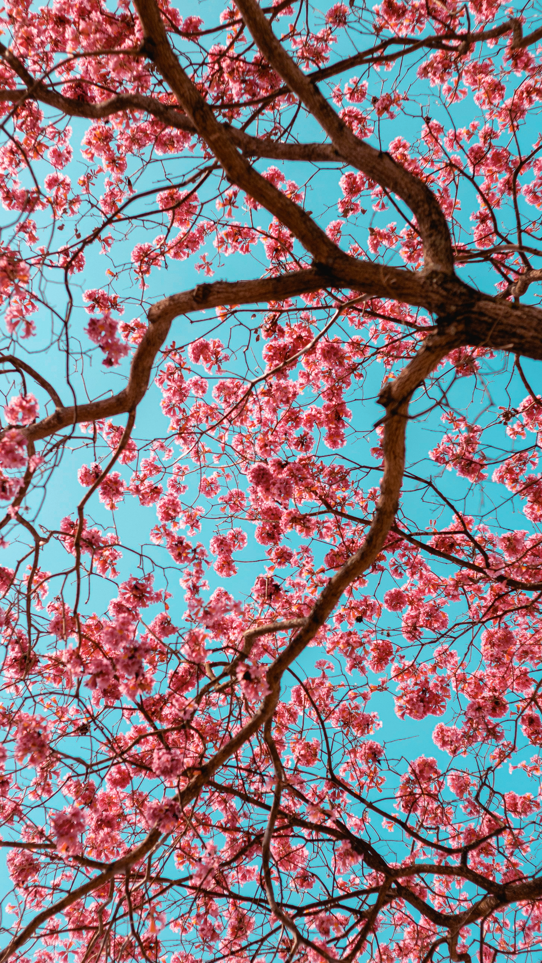 Papier peint affiche créative fleurs de cerisier