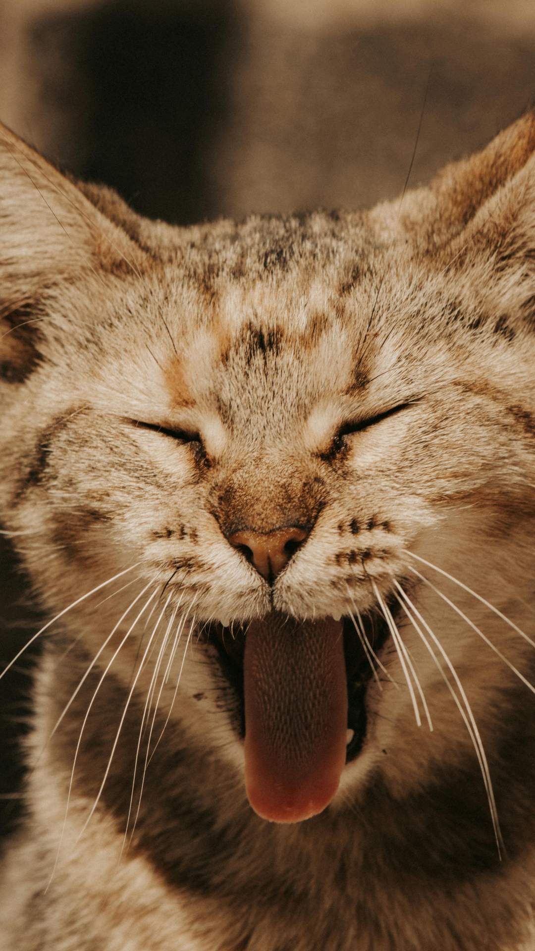 Fondo de pantalla - Póster creativo Retrato de un gato bostezando