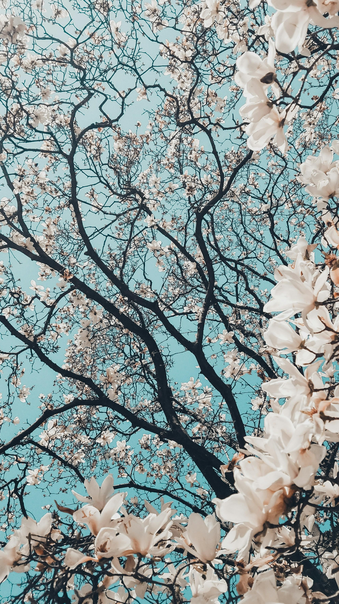 Fondo de pantalla Hermoso árbol de flores de cerezo
