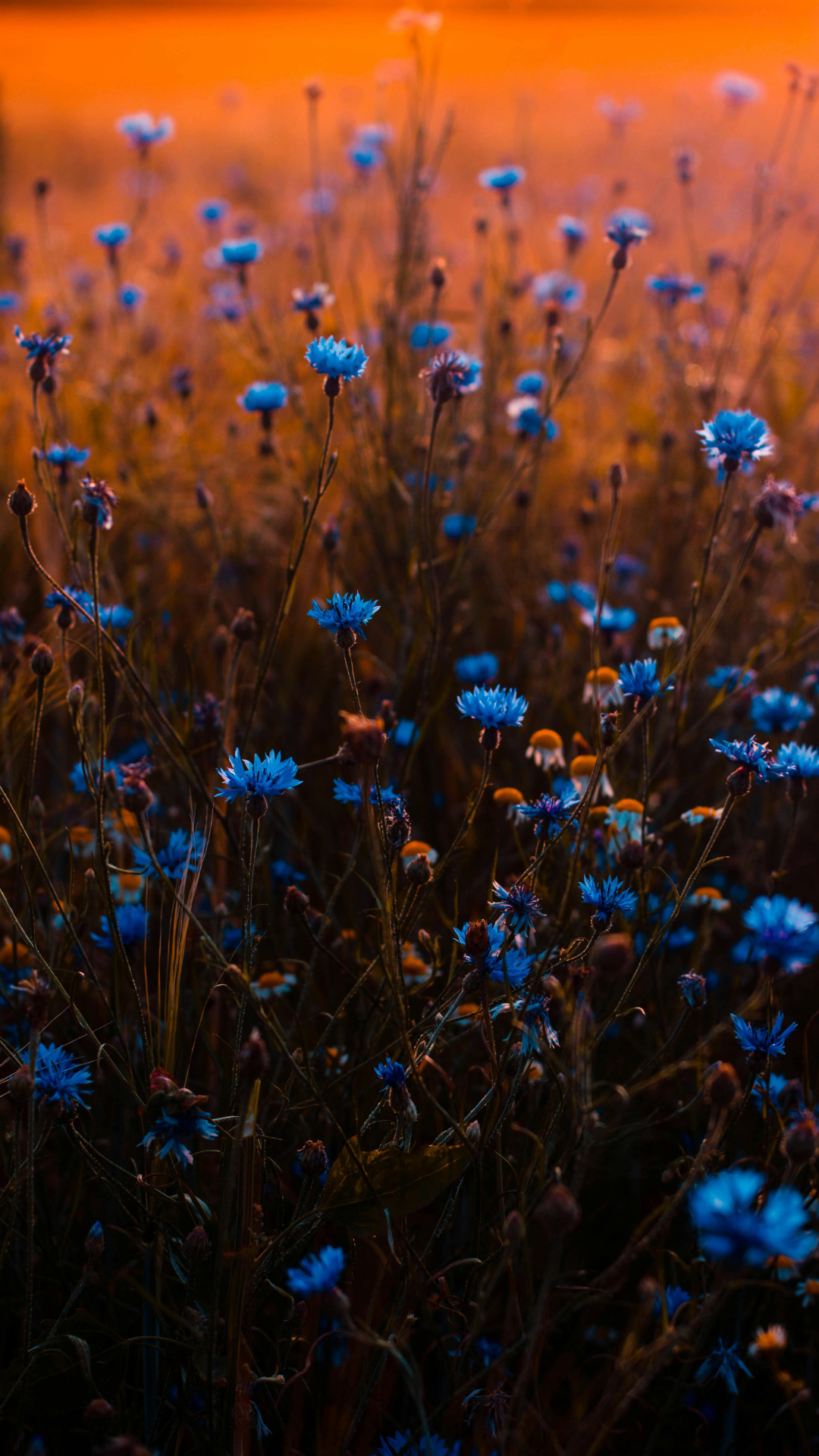Tapete kreatives Poster Schnittlauch Blüte blau