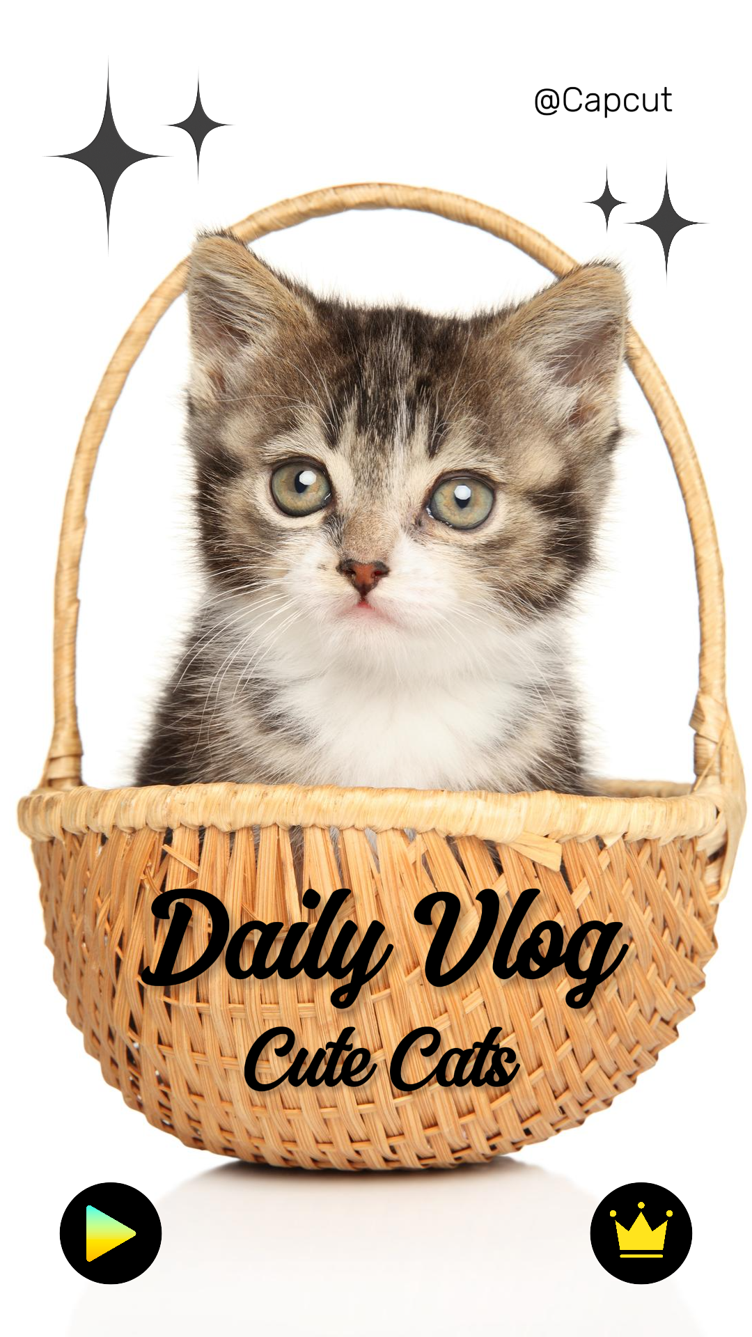 Vlog diario de mascotas en miniatura de Tiktok