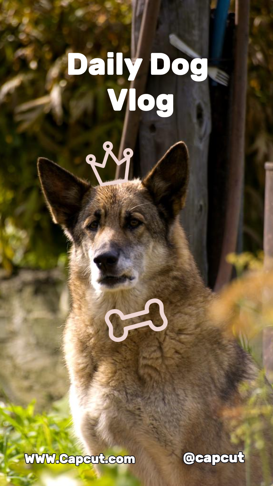 Tiktok Thumbnail Marketing Poster TikTok Dog