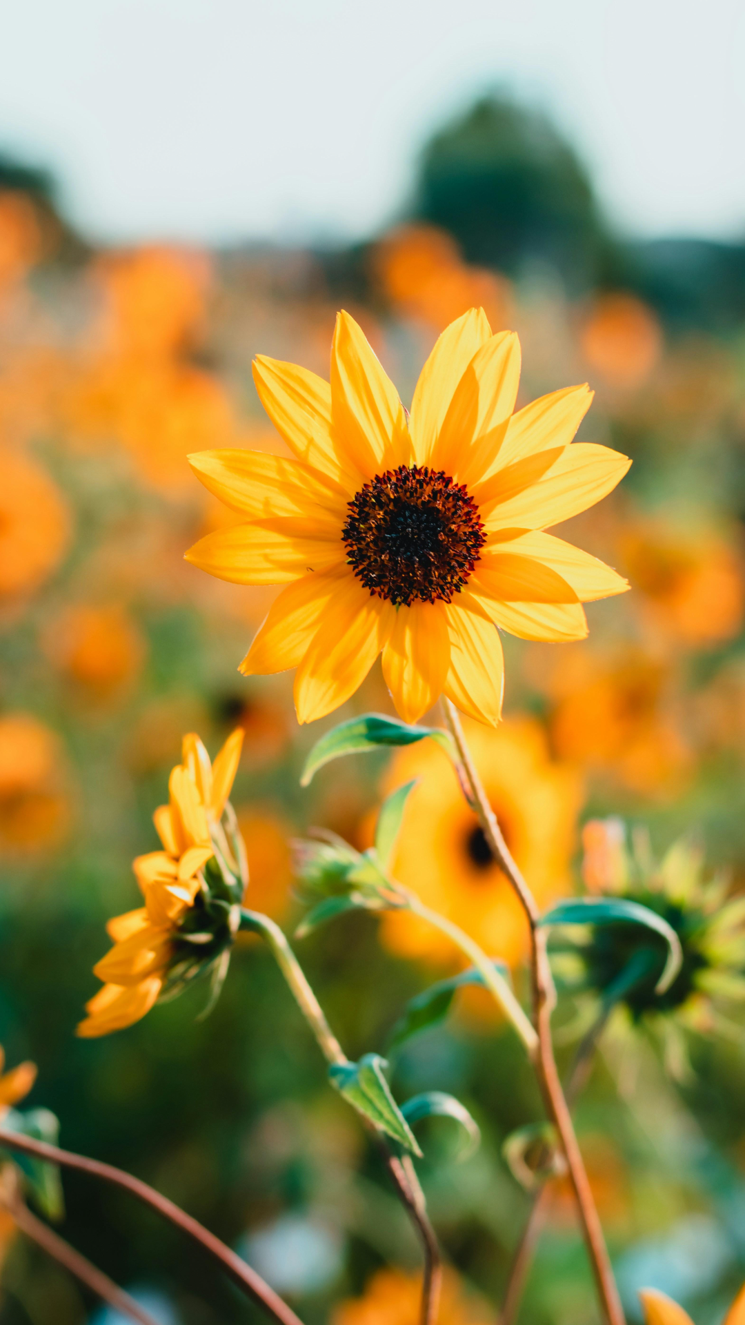 Wallpaper creative poster flower