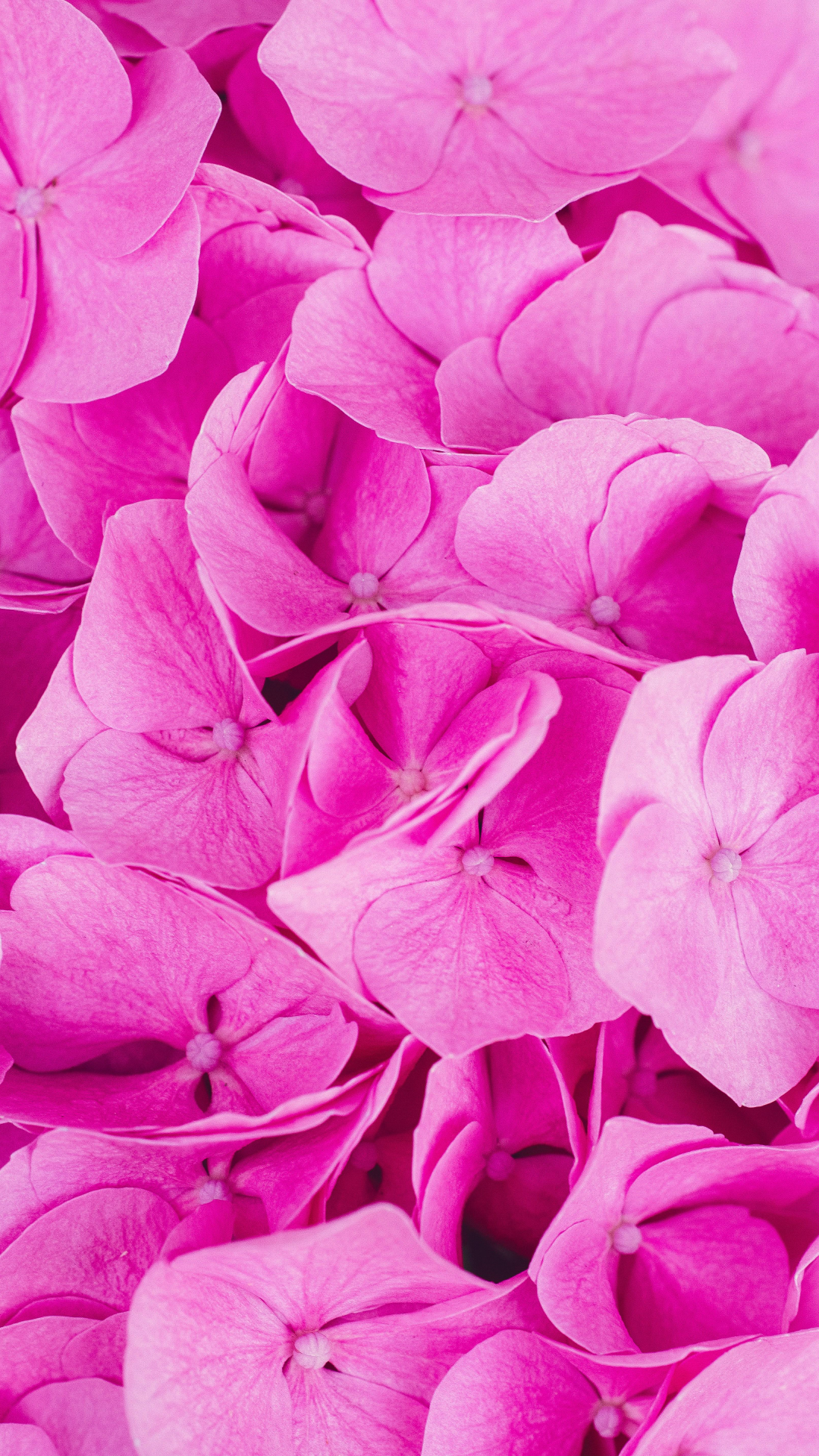 Wallpaper Creative Poster Flower