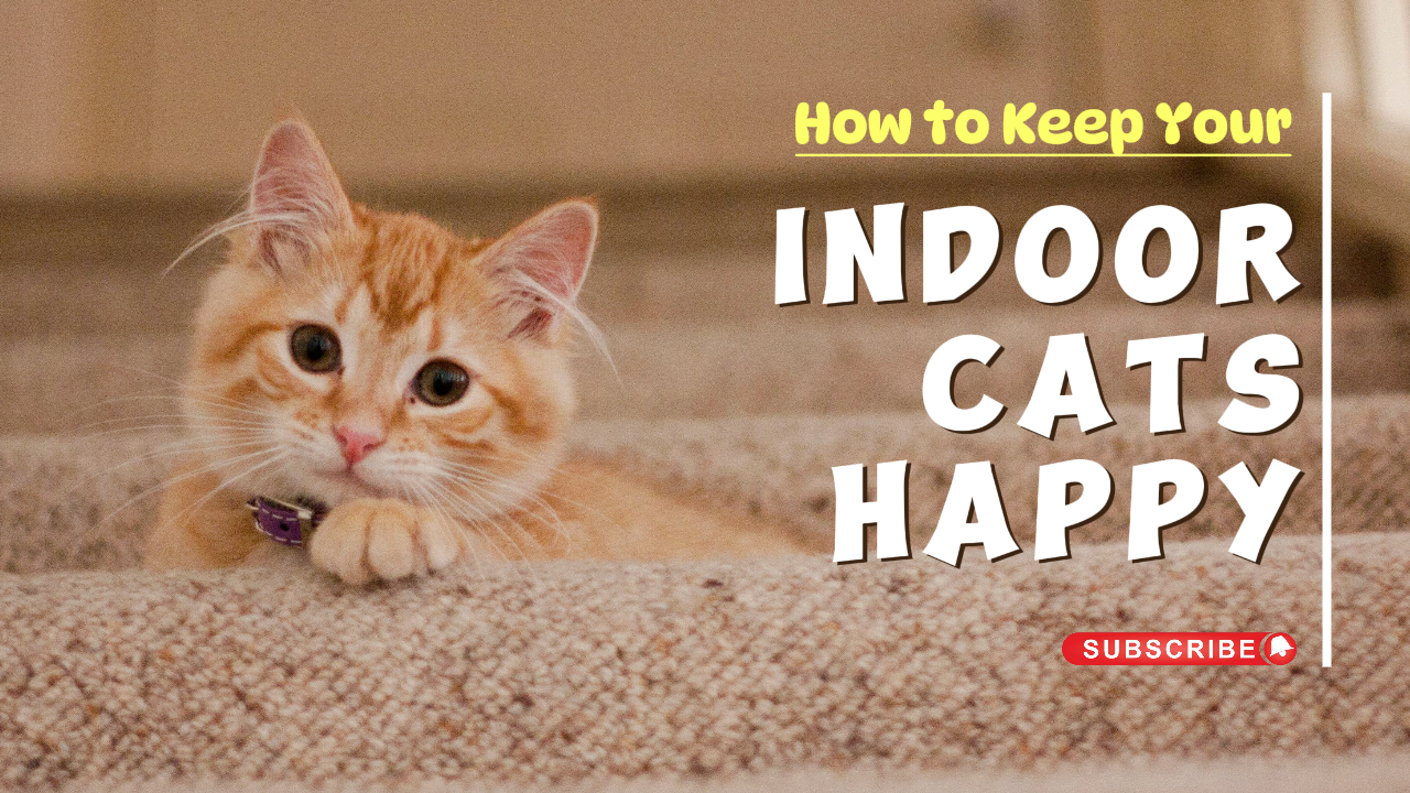 Youtube Thumbnail Learning - How To Keep Your Cats Happy