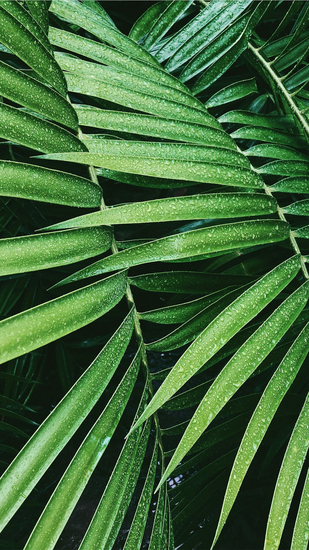 Fondo de pantalla Cartel creativo Planta