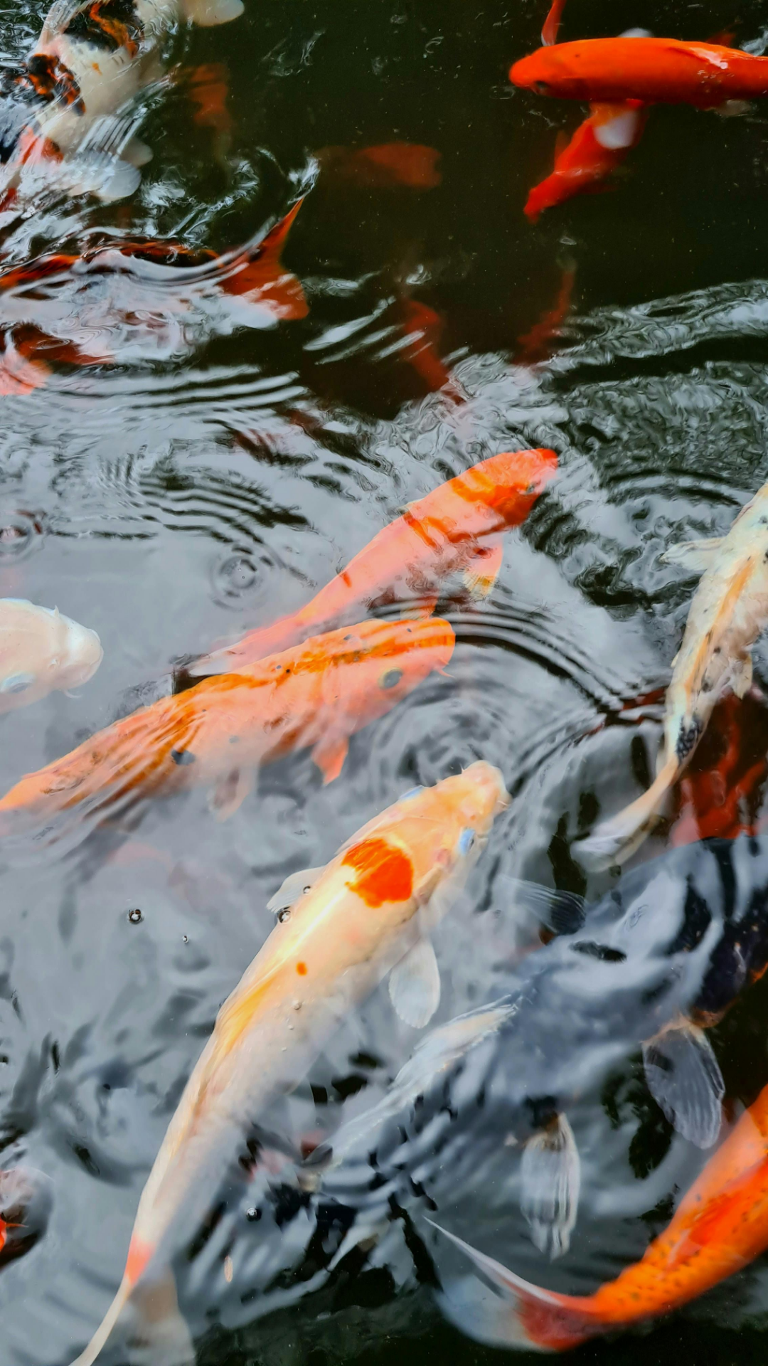 Tapete Kreatives Poster Koi Fisch Orange