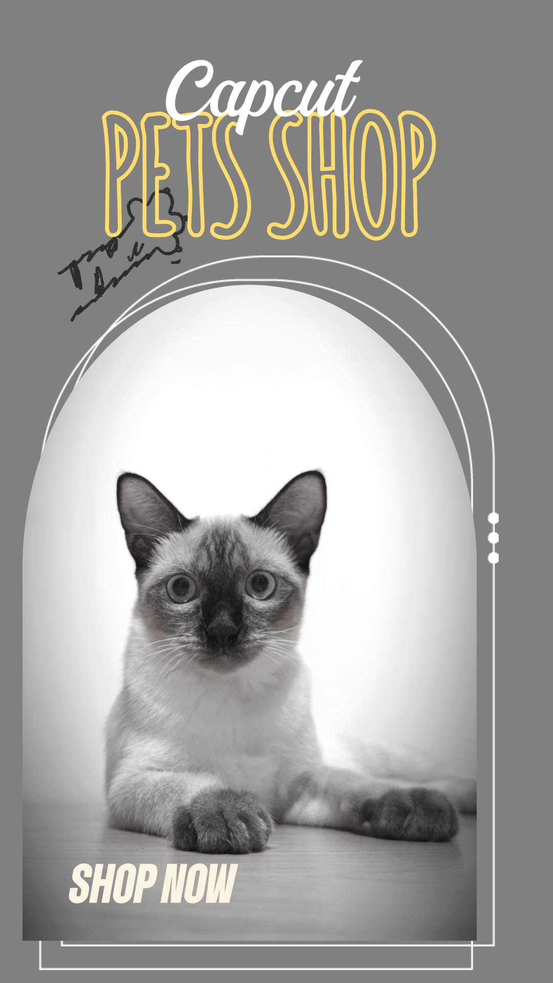 Gato de estimação em miniatura do Tiktok