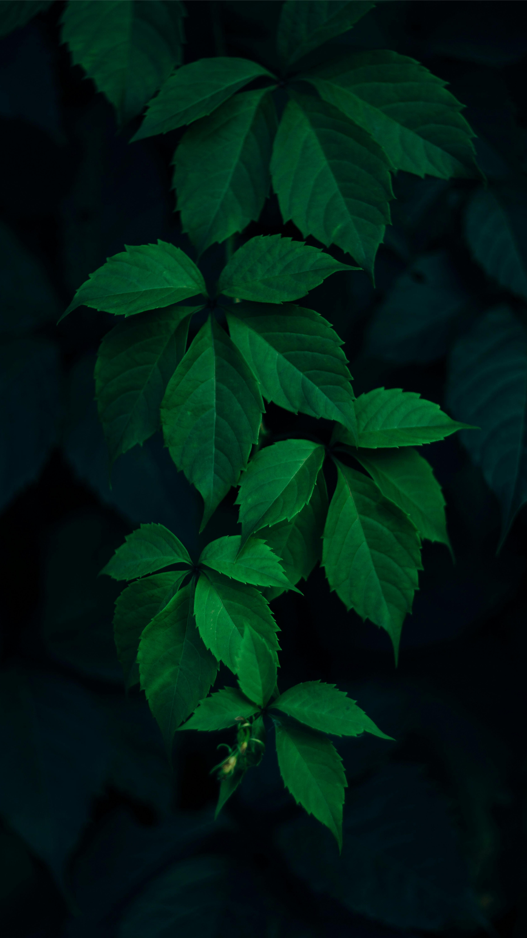 Wallpaper Poster Kreatif Daun