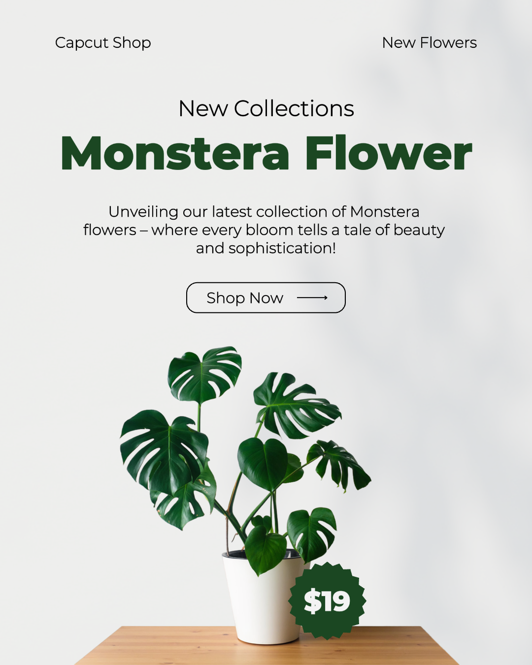 Publicação no Instagram da promoção de flores de Monstera