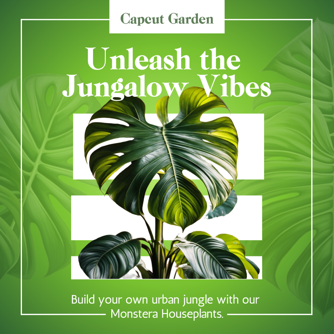 E-commerce Household Accessories Monstera Indoor Plant Product Display