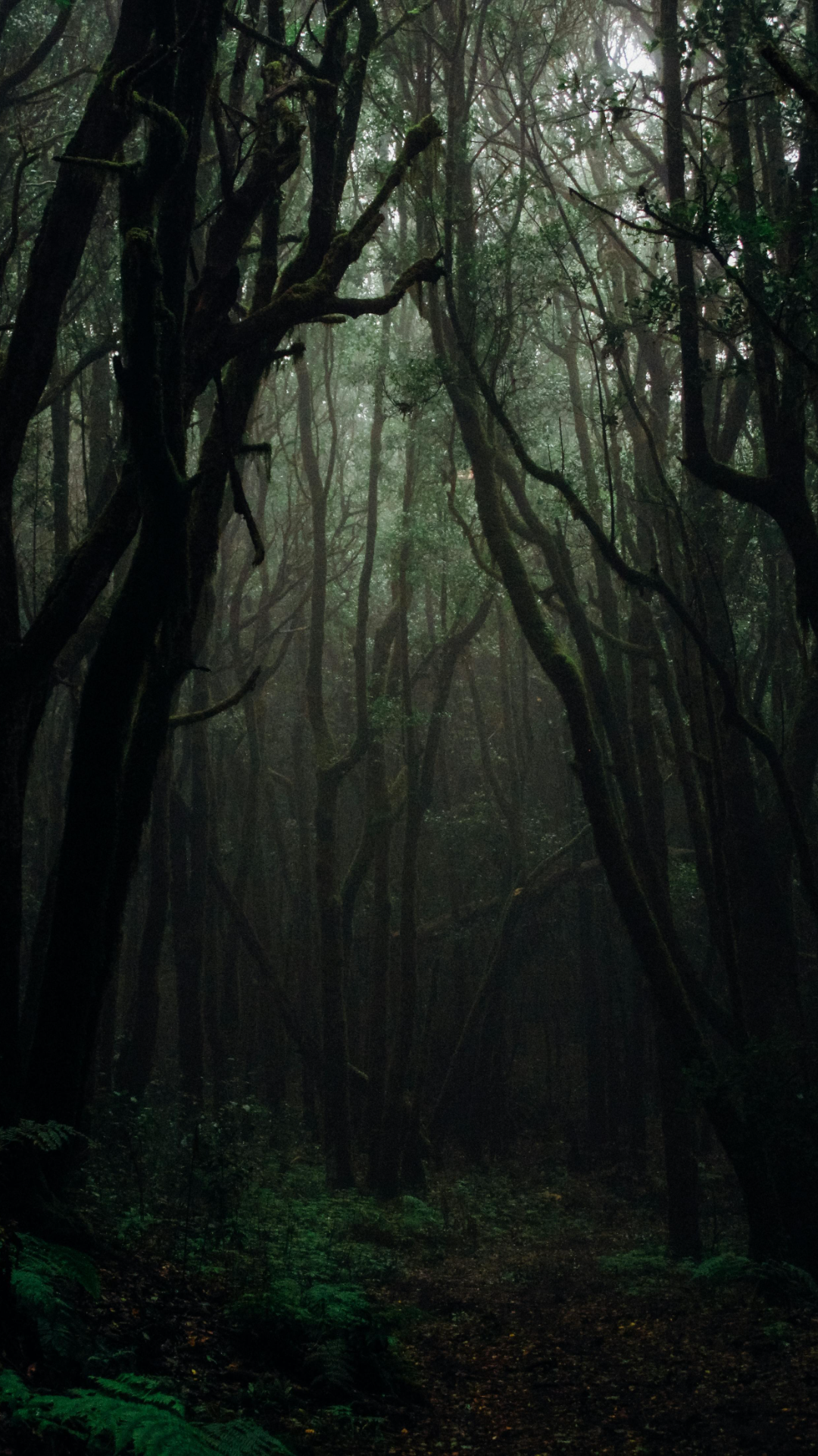 Wallpaper creative poster forest