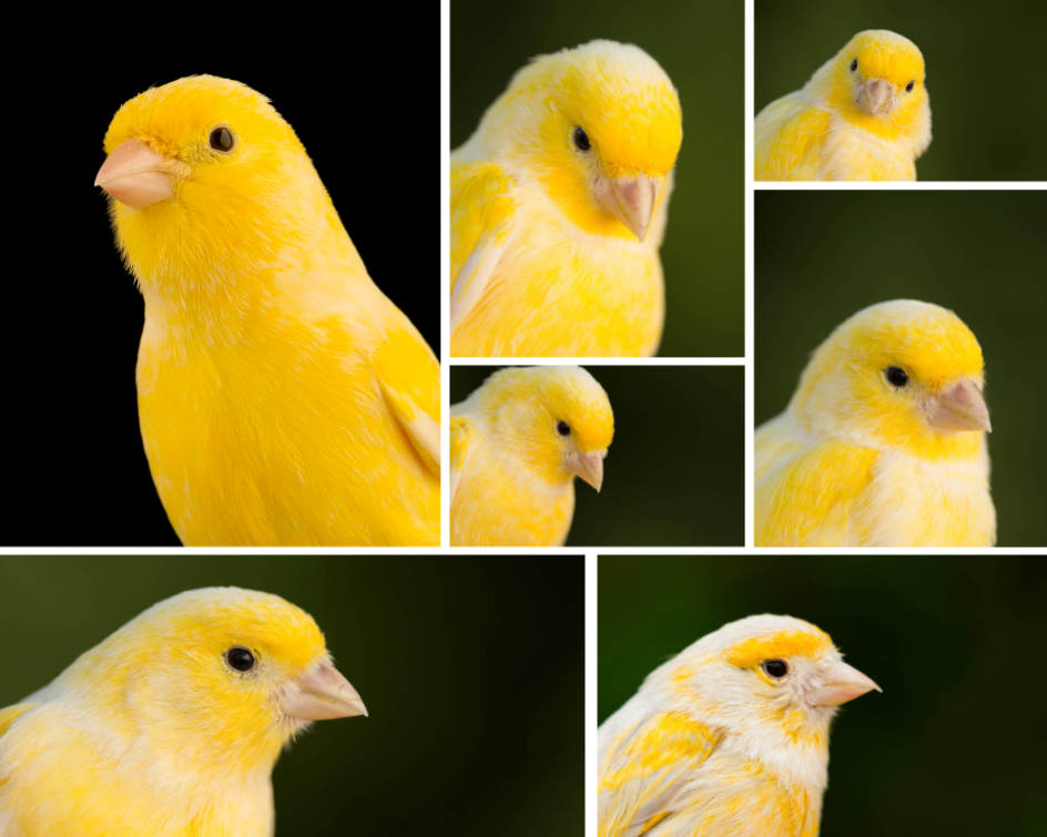 Colagem de fotos sem marketing Animal amarelo