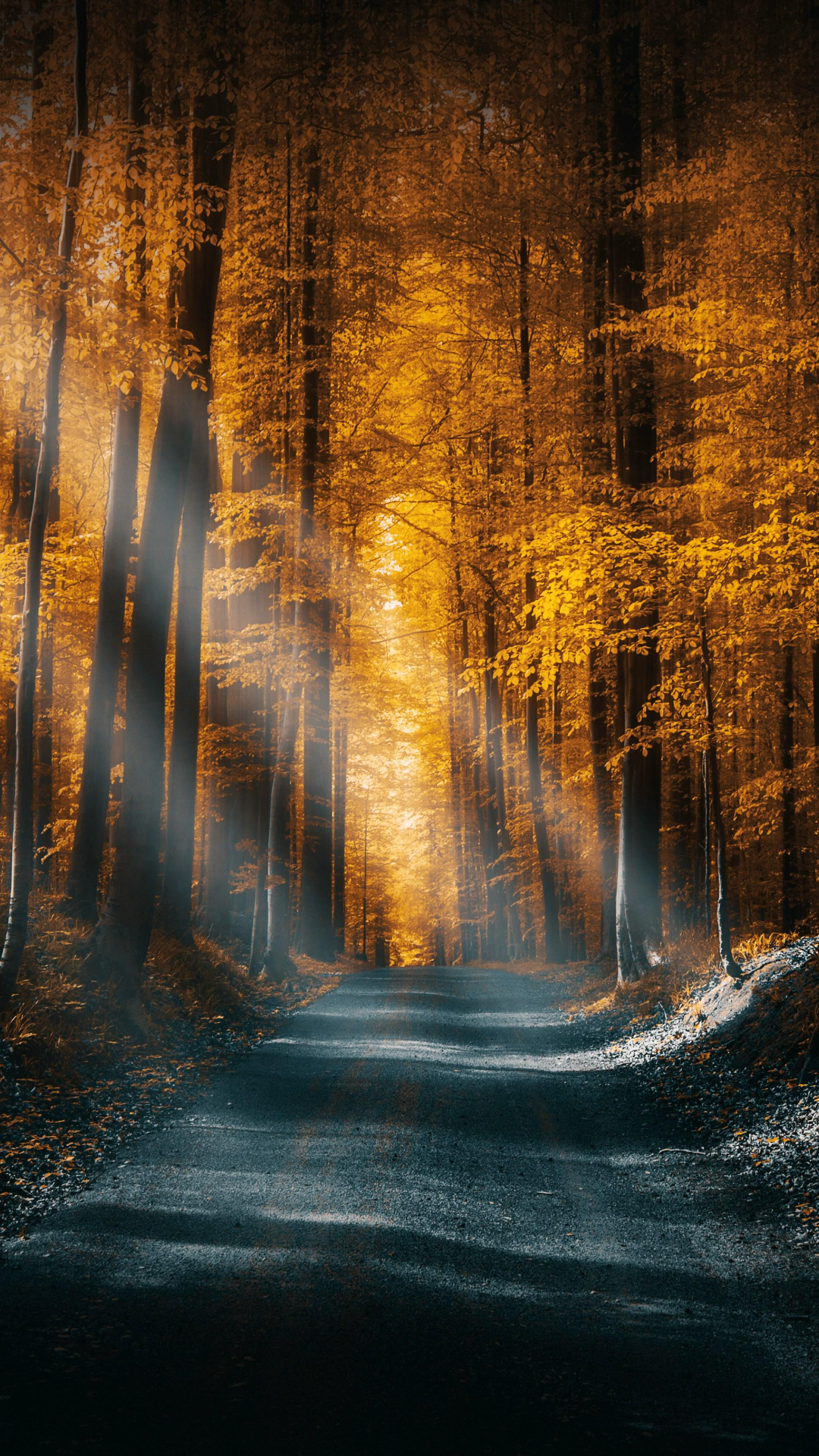 Fondo de pantalla cartel creativo Árbol