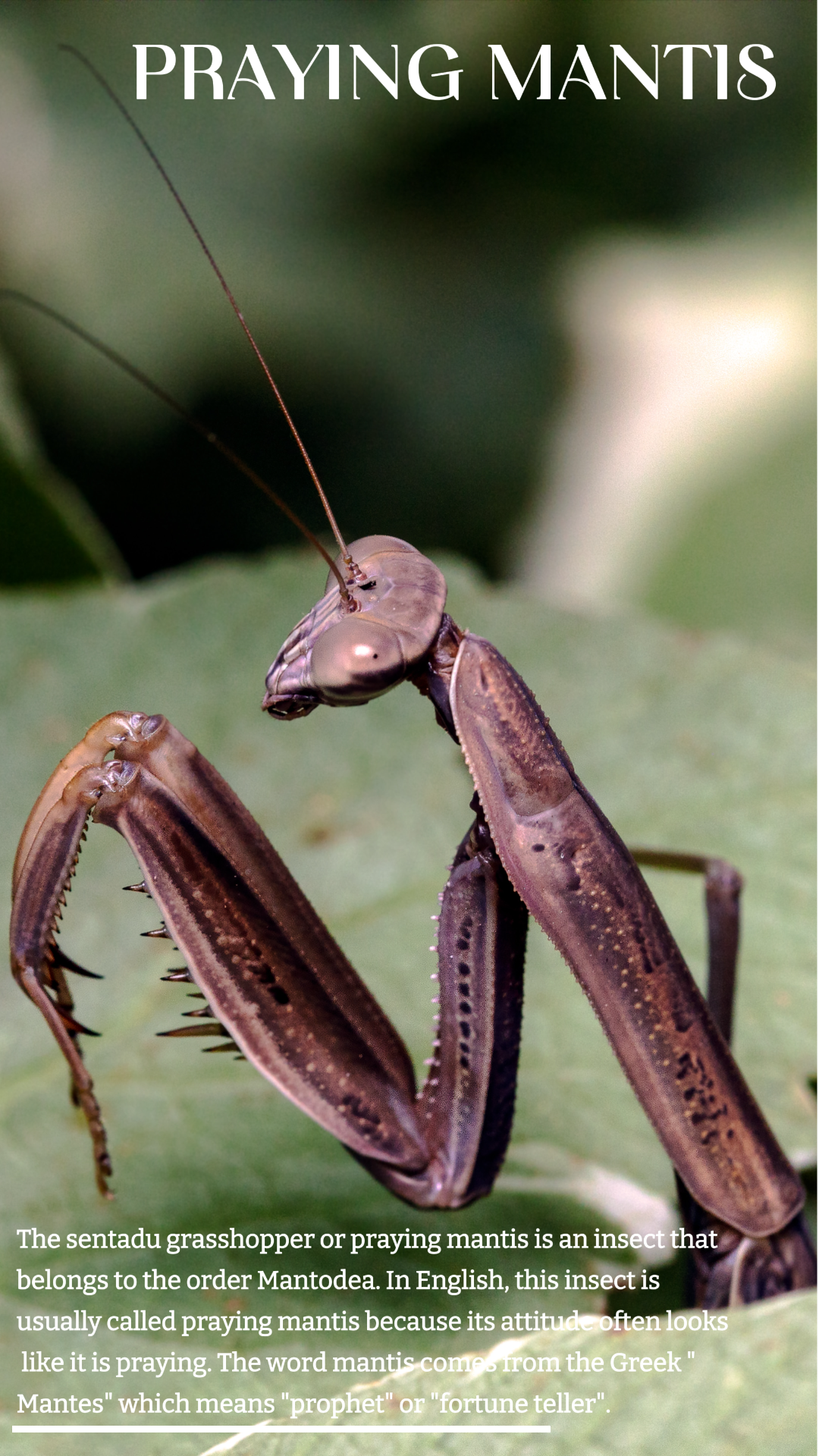 인간 주위의 곤충과 자연