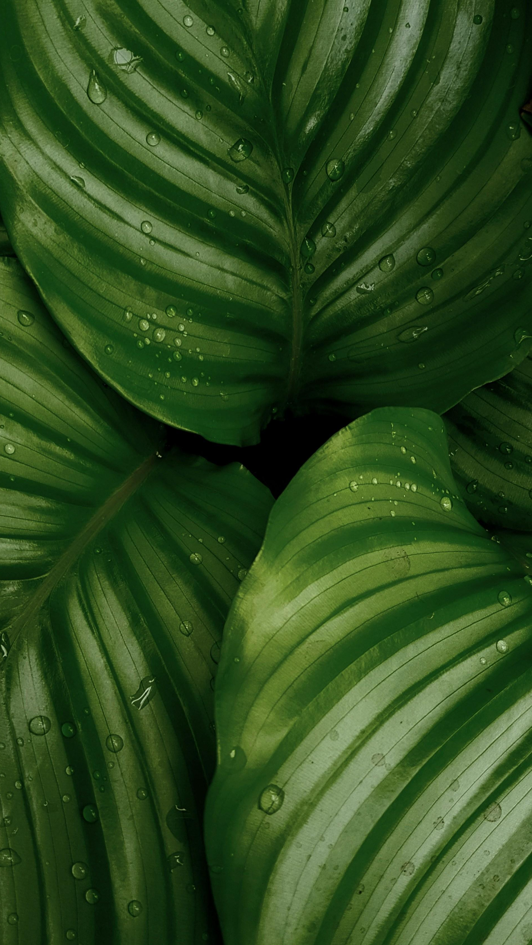 Wallpaper creative poster leaf