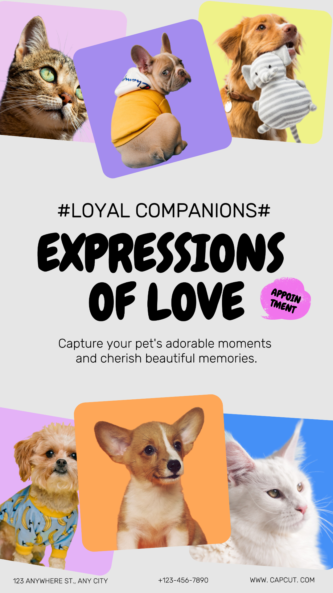 Marca de animais de estimação e fotografia