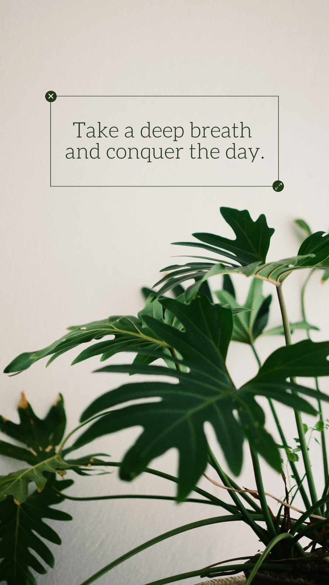 Wallpaper Plants with Text Quote Motivation