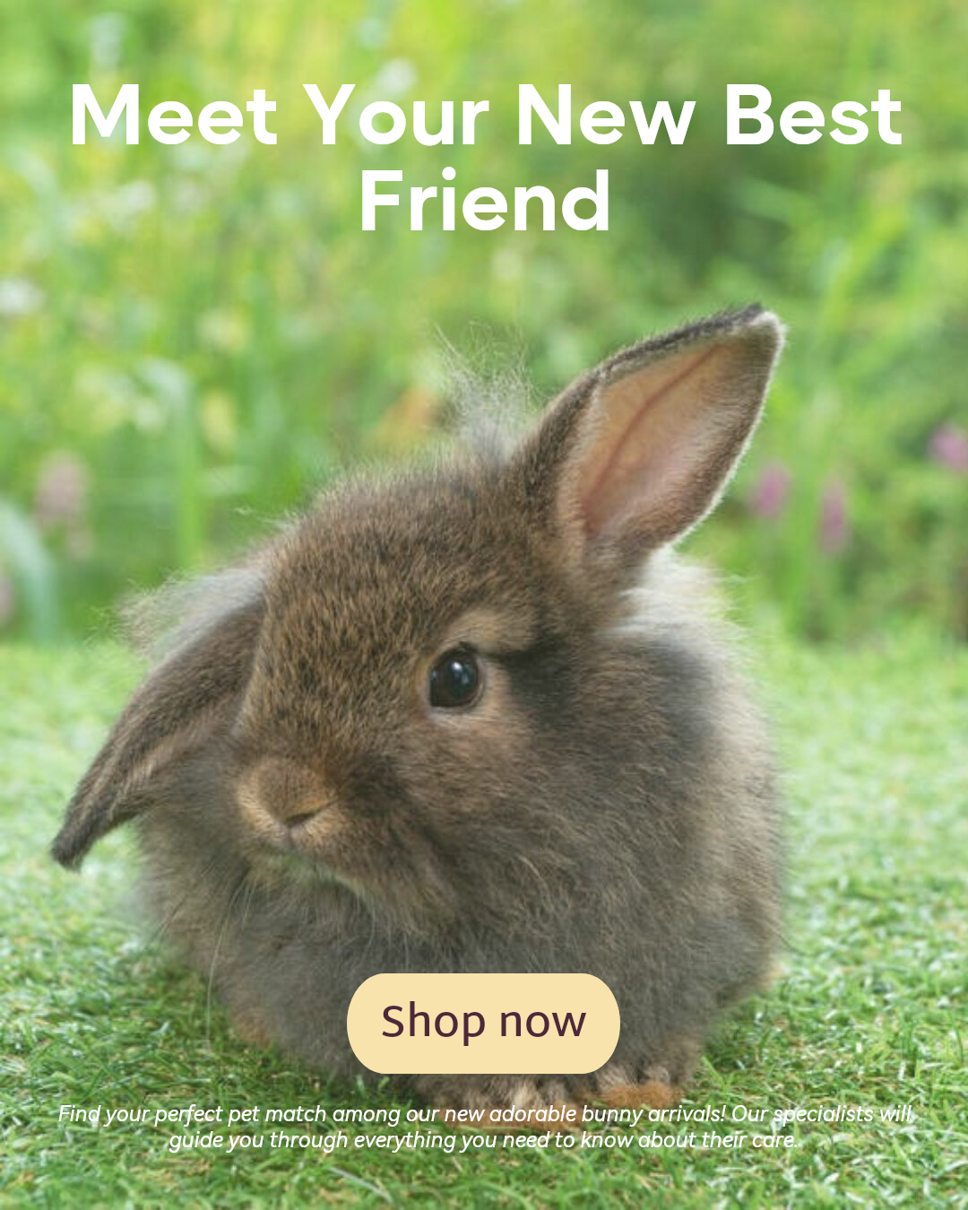 Pet industry New arrivals