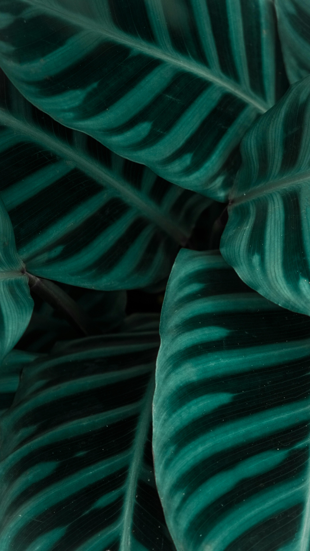 Fondo de pantalla Cartel creativo Planta