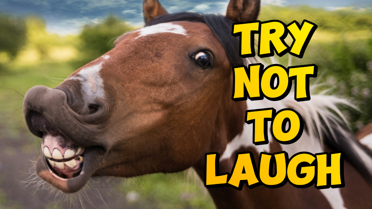 YouTube Thumbnail - Reaction - Try Not To Laugh