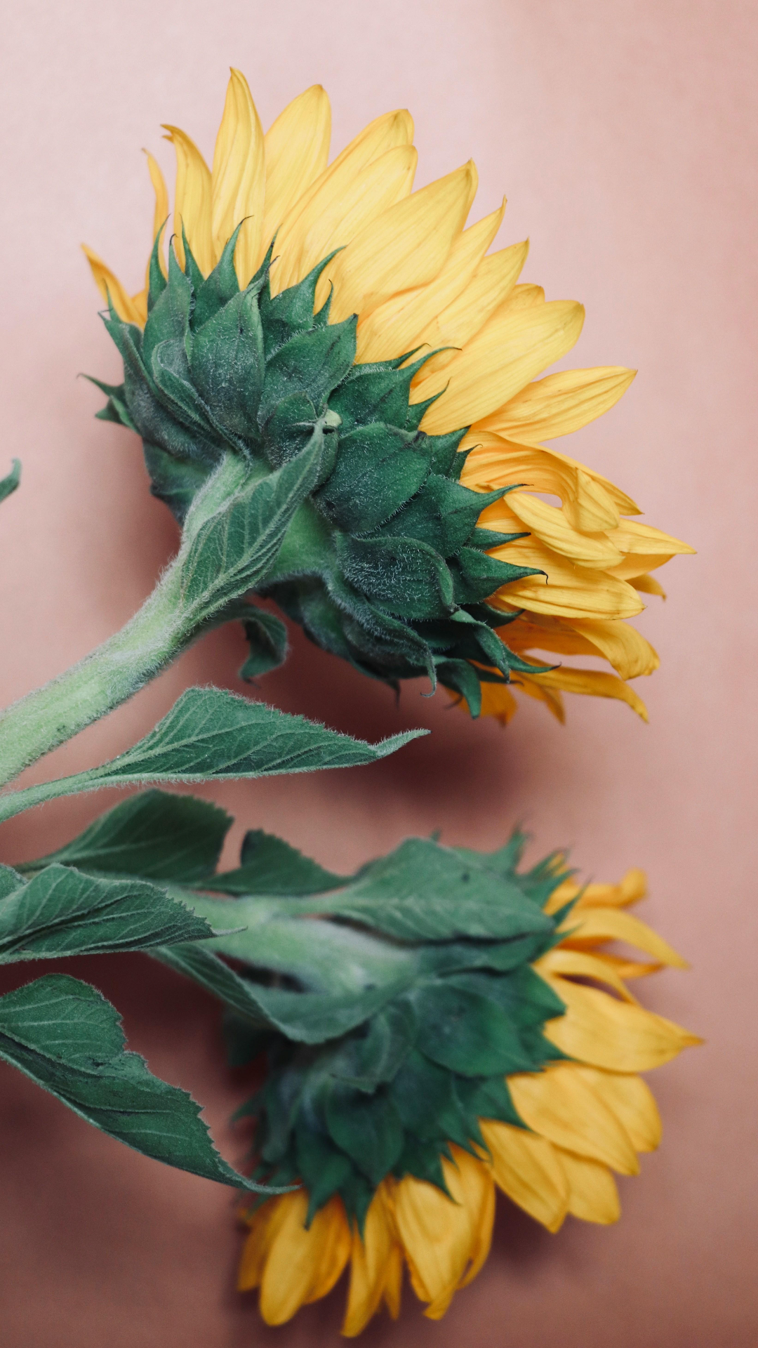 배경화면 크리에이티브 포스터 플라워