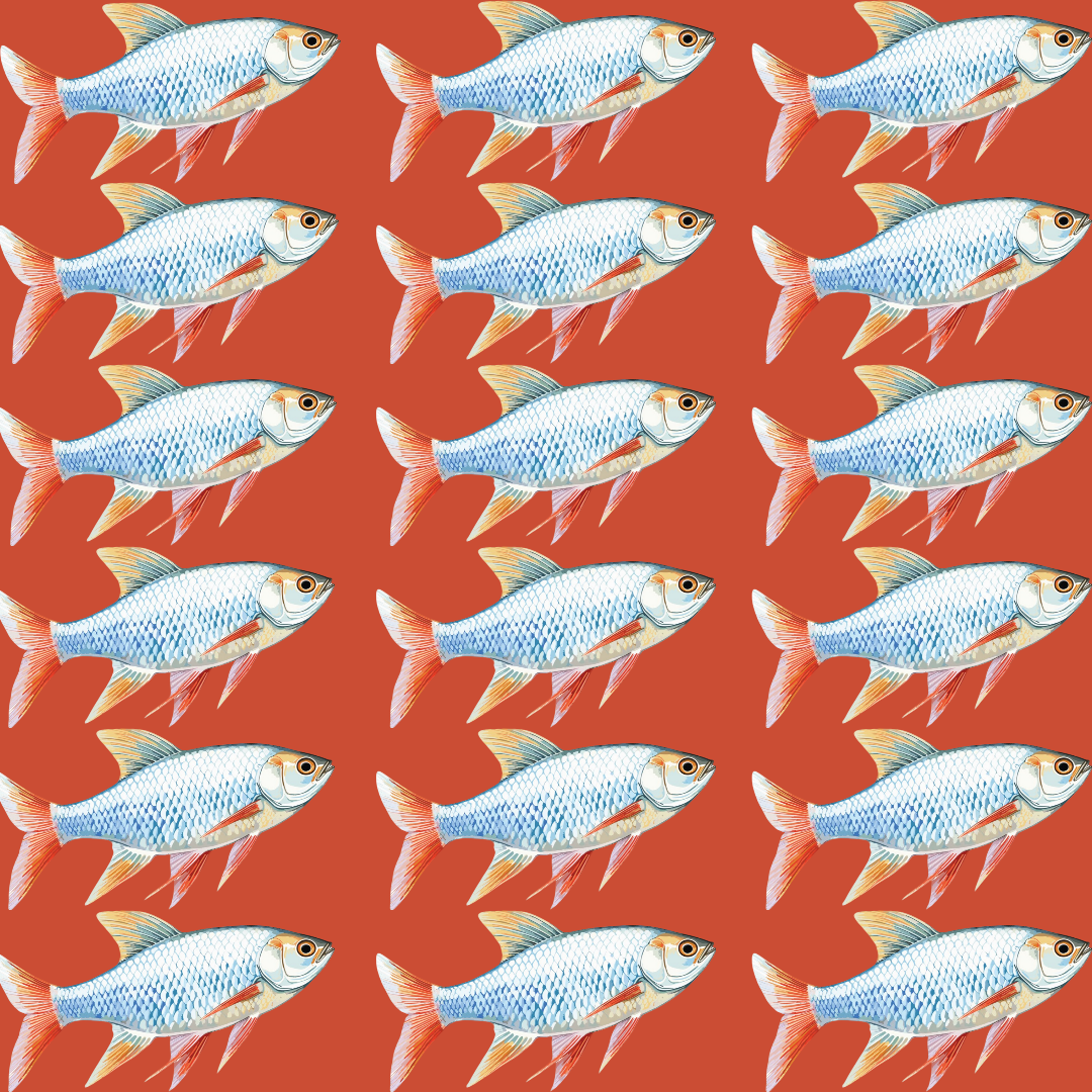 물고기 배경화면 인스타그램 게시물