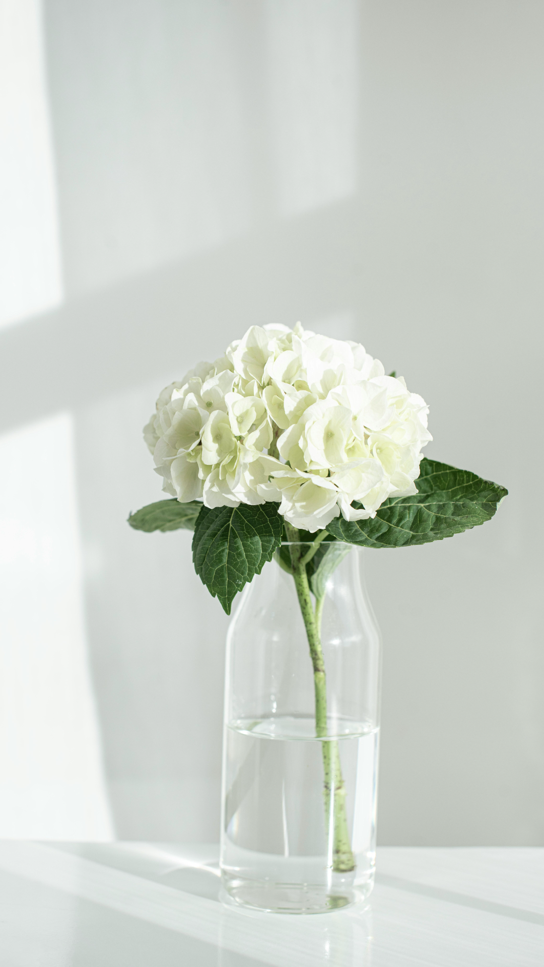 Fondo de pantalla Flor blanca minimalista en vidrio