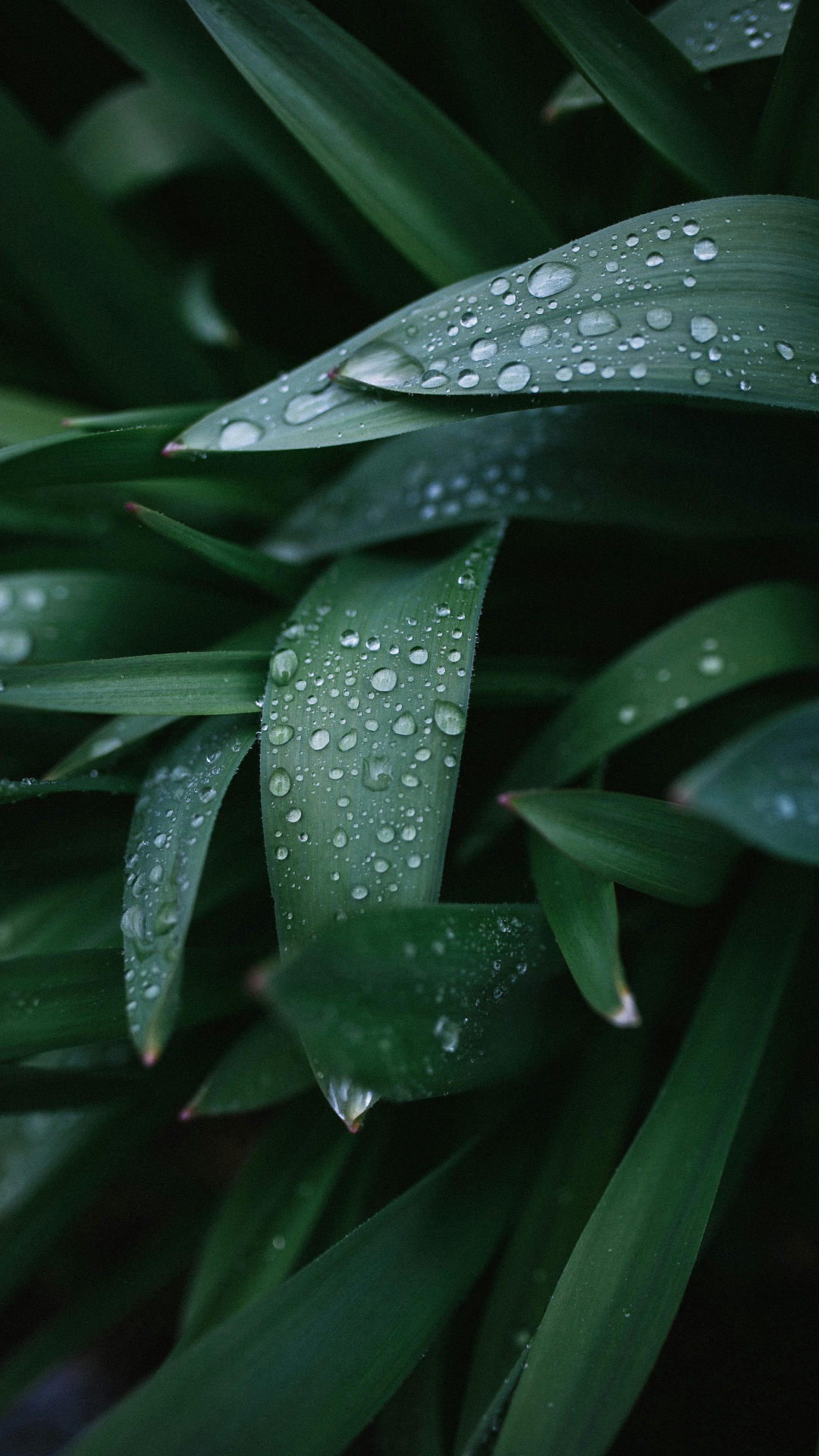 Wallpaper Creative Poster Plant