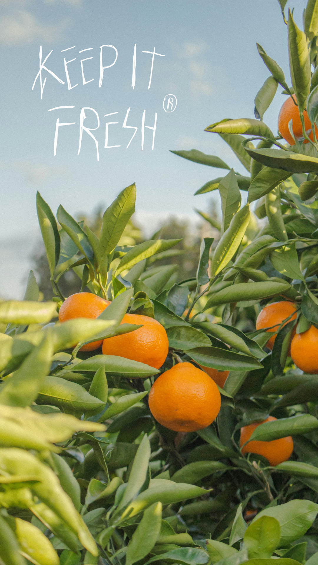 Plantilla De Imagen Fondo De Pantalla Póster Creativo Frutas