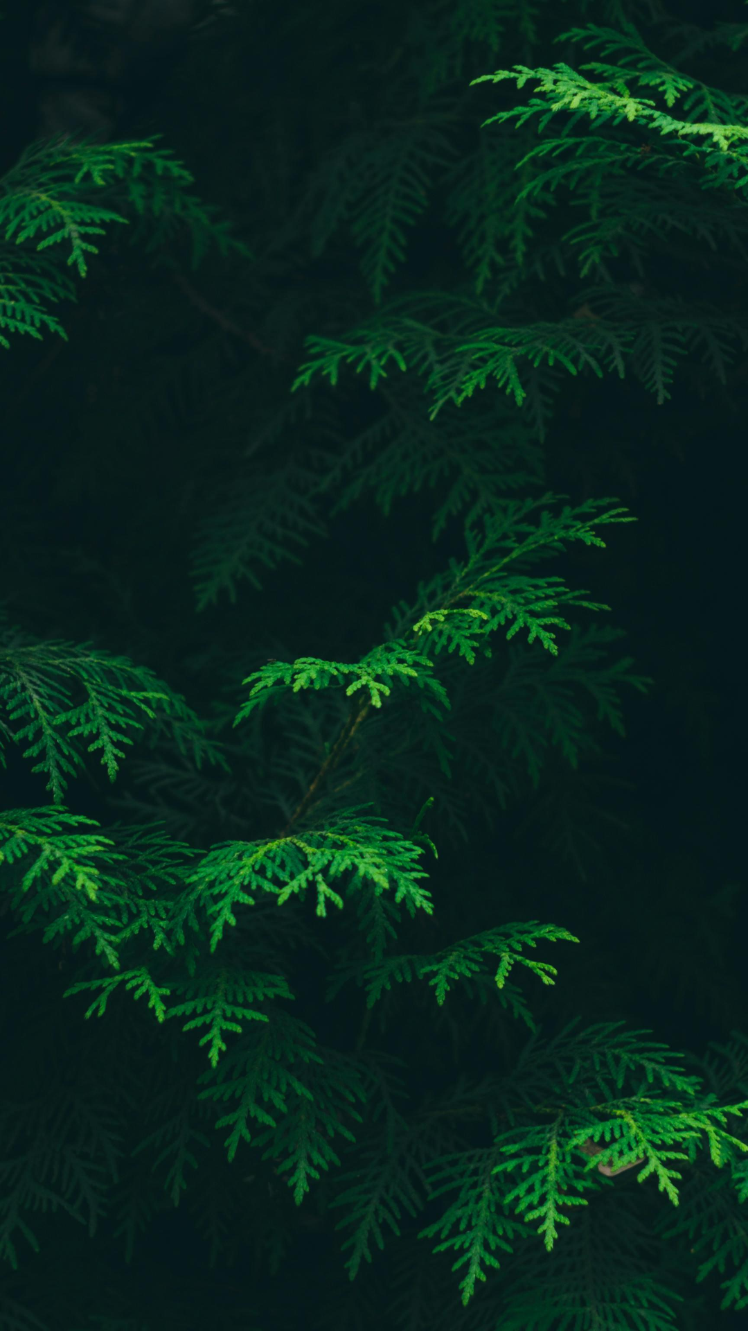 Wallpaper creative poster trees