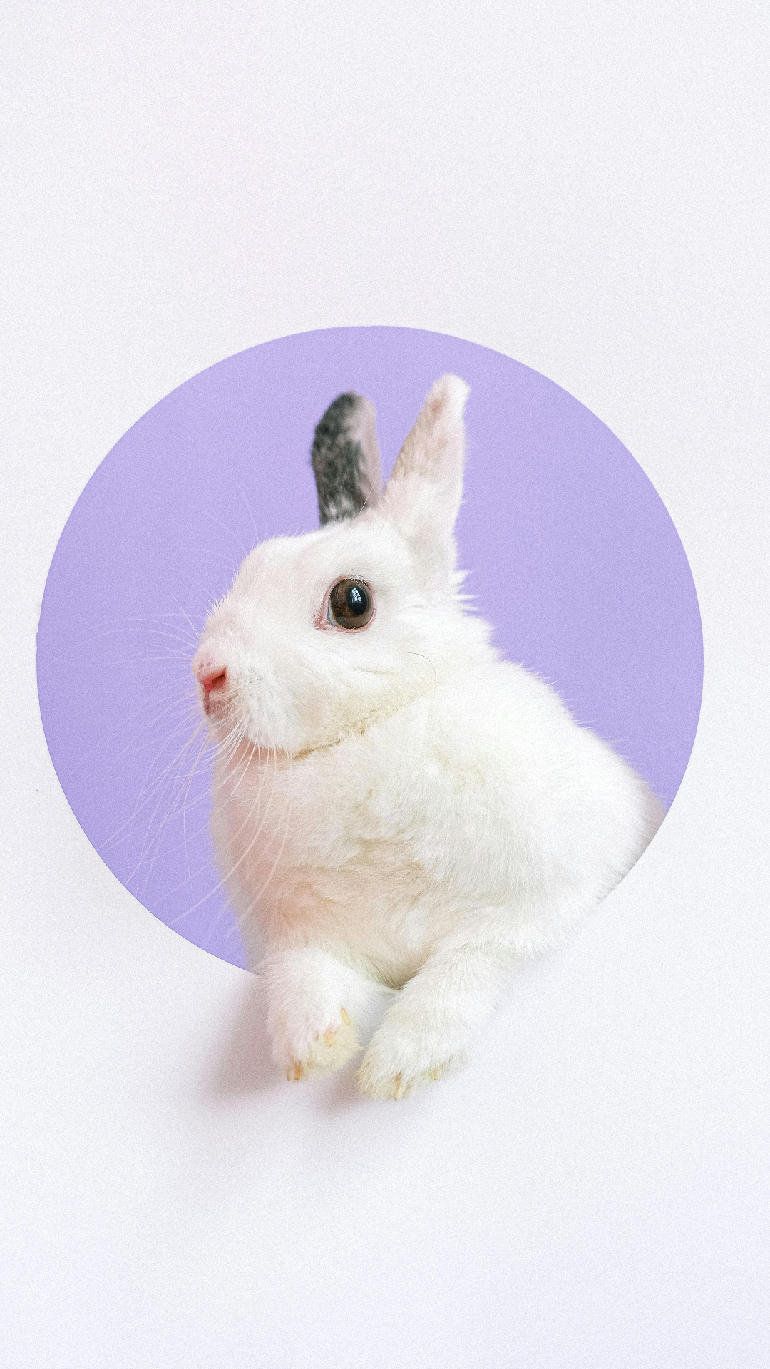 Wallpaper creative poster rabbit