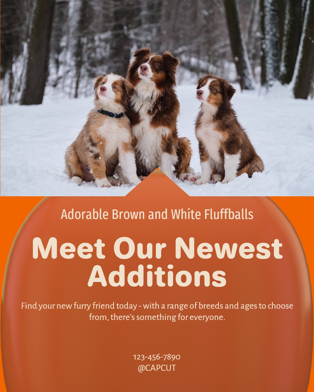 Pet industry New arrivals