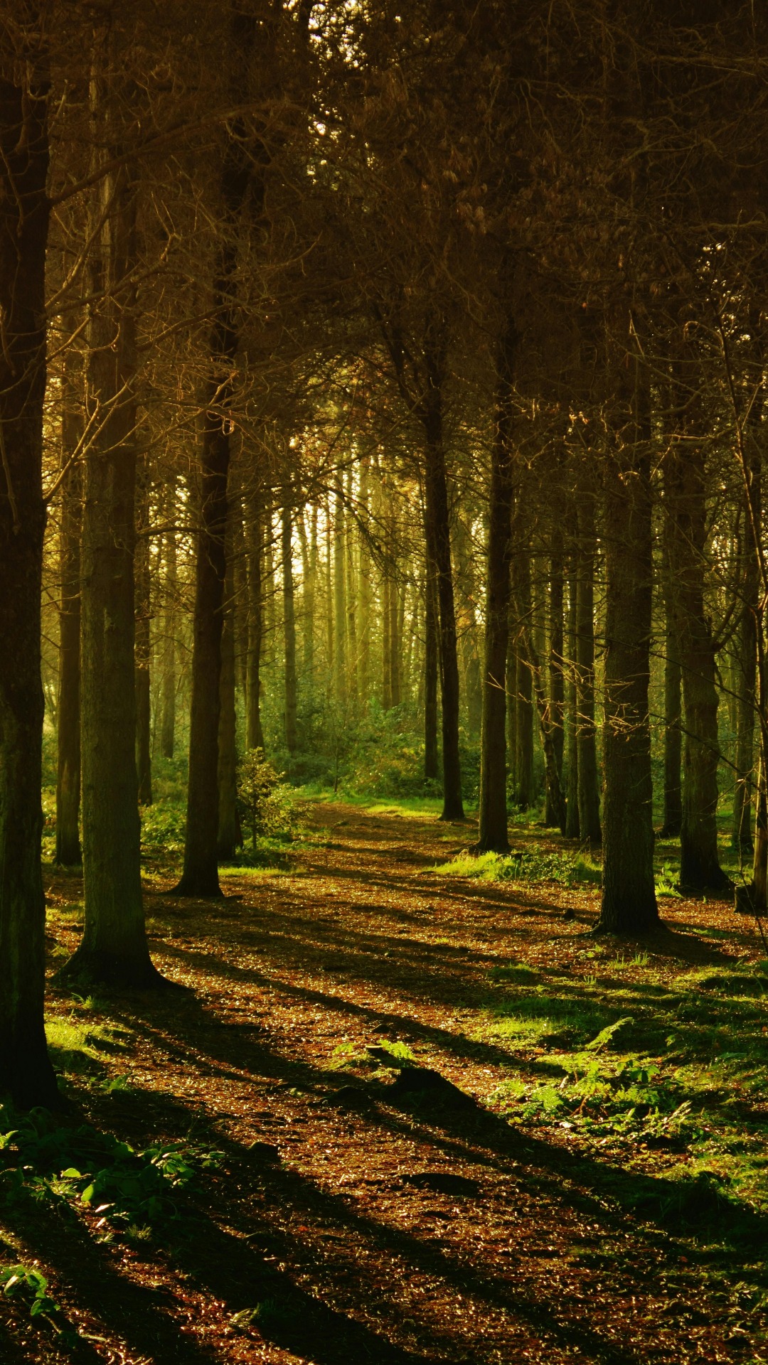 Wallpaper Kreatives Poster Bäume im Wald