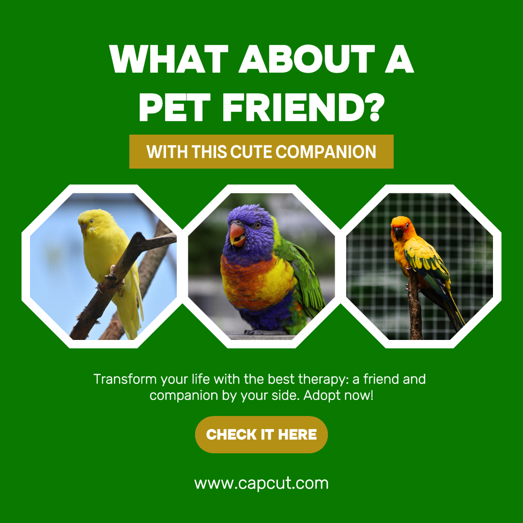 Animaux - Ami des oiseaux - Publication Instagram